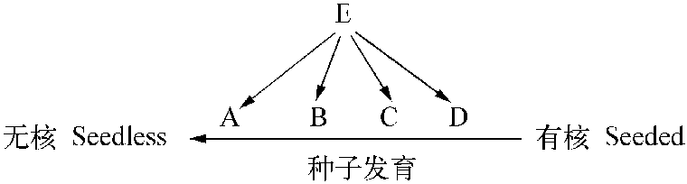 3.3.2 無核性狀的遺傳